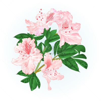 嫩枝,叶子,杜鹃花属,粉色,矢量,灌木,动物手,光,花,复古