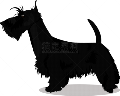 狗,苏格兰粗毛猎狐犬,分离着色,宠物,业主,纯种犬,梗犬,商店,喂养,爱