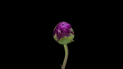 牡丹开花时间