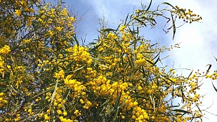 含羞草树春季黄花