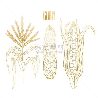 玉米,插画,农业,蔬菜,有机食品,自然,生食,食品,图像,收集