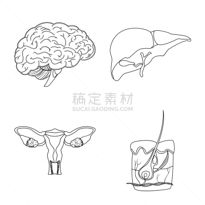 人,分离着色,图标集,人造物,人类的生殖器官,卵巢,胆囊,主动脉