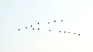 白鹭在白色天空背景上飞翔，慢动作