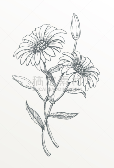 雏菊,动物手,两只动物,分离着色,轮廓,白色,自然,图像,绘制,装饰