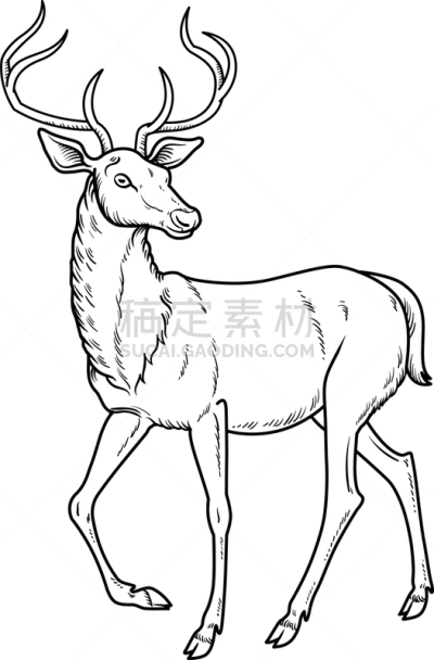 高雅,梅花鹿,分离着色,自然,红色,动物园,斑点,野生动物,图像,哺乳纲