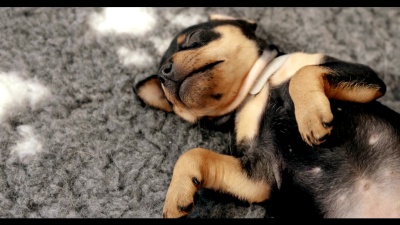 小型黑色迷你Pinscher Zwergpinscher，Min Pin Puppy狗
