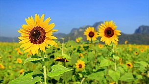 向日葵在农场里盛开，天空蔚蓝，看不见泰国的花朵。