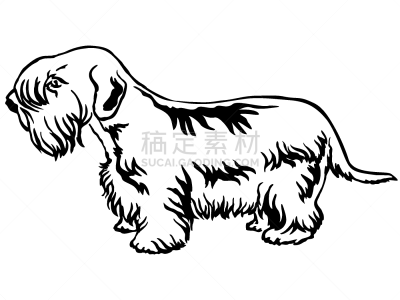 华丽的,希利哈姆犬,注视镜头,可爱的,纯种犬,梗犬,摆拍,肖像,站,服从