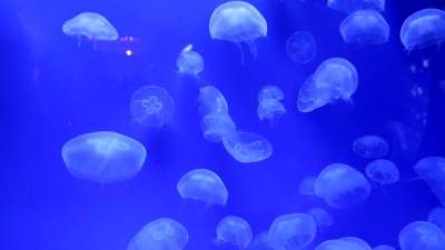 水母水下视频