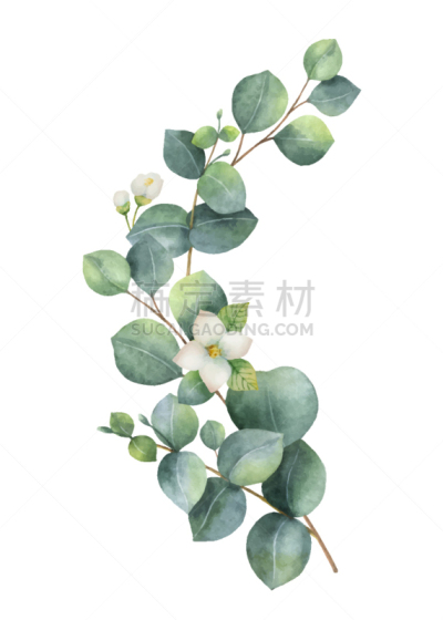 桉树,绿色,水彩画,花环,茉莉,叶子,夏天,浪漫,植物学,爱