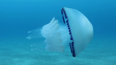 水母