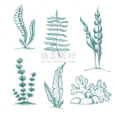 水下,海草,矢量,墨水,多样,水族馆,海洋,藻类,复古,收集