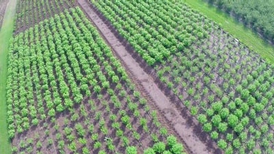 种植植物全景图，总图，花园中心，空中拍摄，从上面