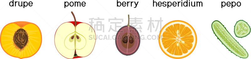 浆果,水果,植物学,桃,苹果,与众不同,生物学,建筑结构,褐软蚧,图表