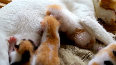 新生的小猫正在喝妈妈的奶。