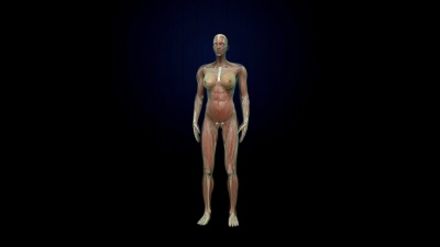 旋转女性人体肌肉，血液系统，蓝色X射线灯。