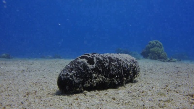 海参