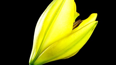 黄百合开花