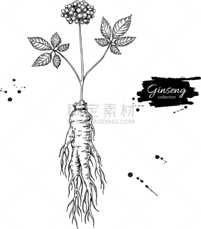 浆果,Ginseng,分离着色,轮廓,白色,自然,草本,图像,画画,复古