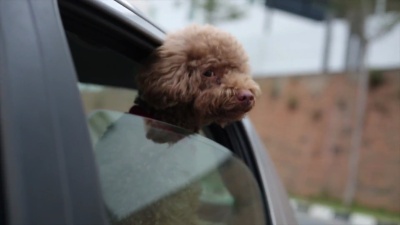 迷你贵宾犬享受并垂下它的头