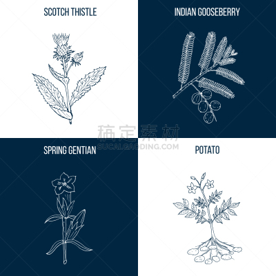 食品,四个物体,动物手,草药,健康保健,植物学,自然,图像,绘制,布置