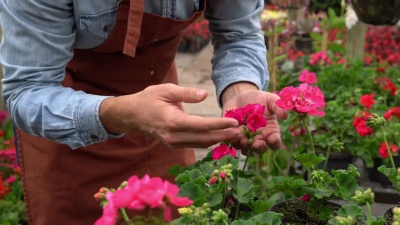 无法辨认的男子在花园中心检查花卉植物
