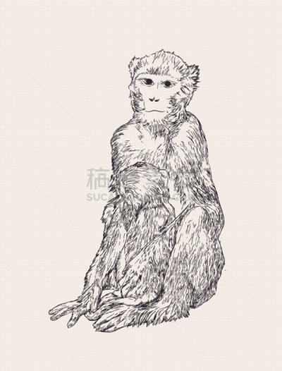 猴子,儿童,母亲,野生动物,猿,哺乳纲,动物,婴儿,分离着色,绘制