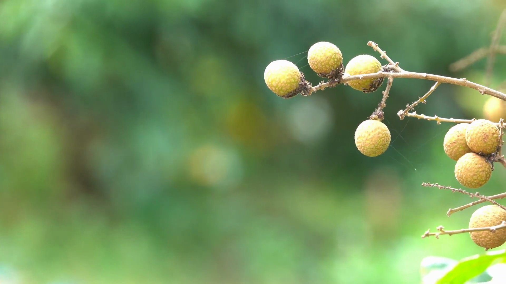 Dolly Shot 季节中的龙眼水果