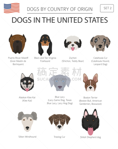 狗,美国,美国狗,泰迪熊,纯种犬,肖像,牧羊犬,鼠猎犬,动物,美国比特斗牛犬