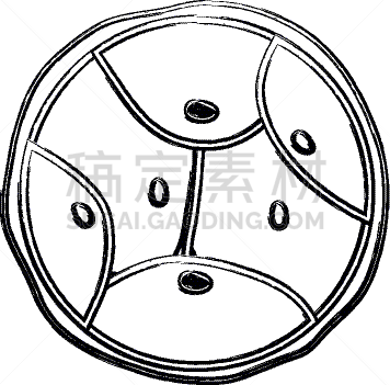 生物学,脱氧核糖核酸,胚胎,卵子,人,科学,生物科技,分割