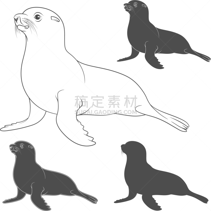 海熊,黑白图片,可爱的,野生动物,哺乳纲,动物,南极洲,水下,布置,剪影