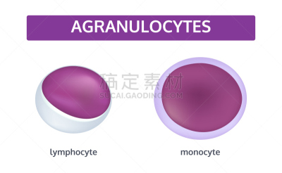 白细胞,生物学,微生物学,显微镜,健康保健,背景分离,药,科学实验,抗体,动脉