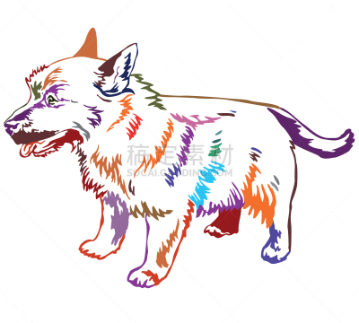 诺维奇犬,矢量,绘画插图,多色的,狗,注视镜头,华丽的,纯种犬,背景分离,站