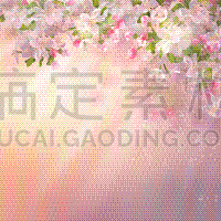 春天,苹果花,华丽的,浪漫,樱桃,婚礼,植物,李子,爱,花