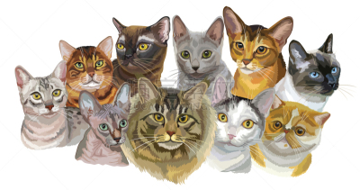 猫,背景分离,肖像,哺乳纲,阿比西尼亚猫,头,动物,纯种猫,看,白色