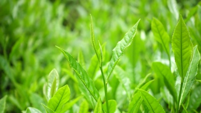 茶叶
