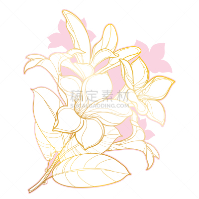 花蕾,矢量,轮廓,黄金,小号,粉色,叶子,白色背景,串,花