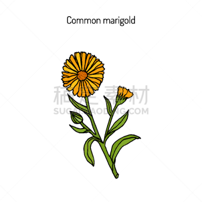 金盏花,草药,华丽的,健康保健,清新,芦笋,Corn Marigold,植物群,自然美,花