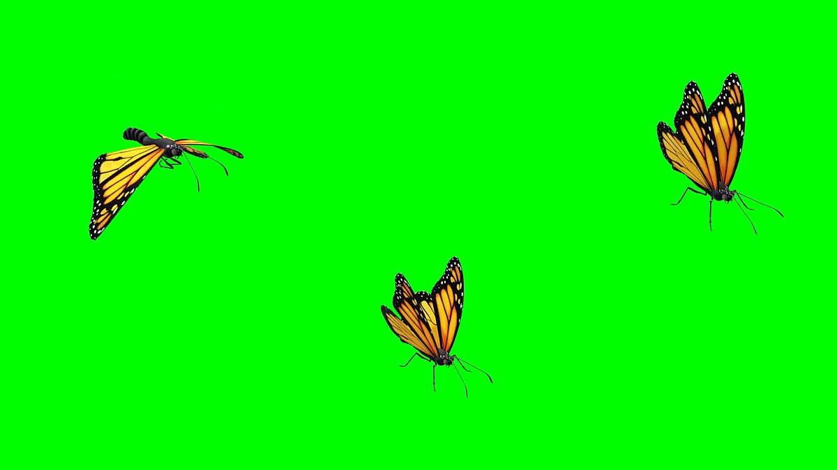 Flying butterflies with green screen background