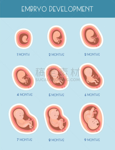 胚胎,生物学,超声波,健康保健,药,月,人类母体内发育阶段,儿童,胎盘,绘画插图