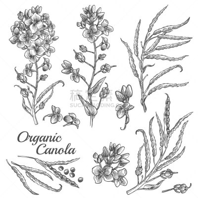 绘画插图,雕刻图像,有机食品,芸苔,蔬菜,菜园,背景分离,香料,食品,复古风格