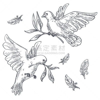 嫩枝,斑鸠,喙,鸽子,橄榄枝,纯净,希望,行动,爱