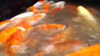 奇妙的垃圾鱼用奶瓶喂食，