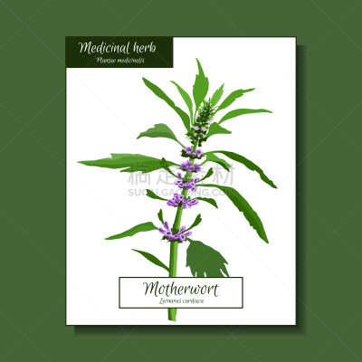植物学,绘画插图,矢量,农业,复古风格,草,马克杯,植物,户外,自然
