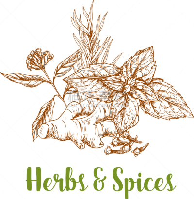 草本,香料,迷迭香,草图,薄荷,生姜,农业,有机食品,自然,烹调