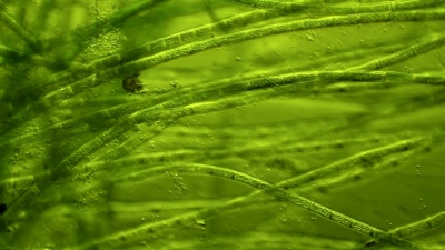 藻类微生物