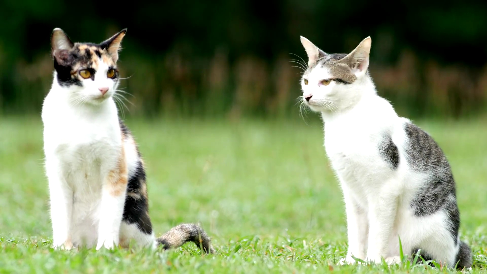 院子里可爱的猫。