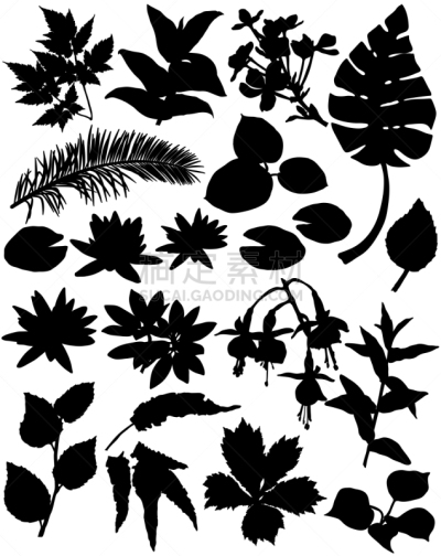 植物,枝,叶子,天气,热带气候,环境保护,荷花,小苍兰,八仙花属,棕榈叶