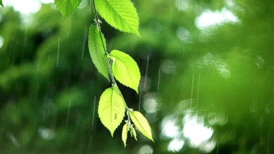 雨天的绿叶