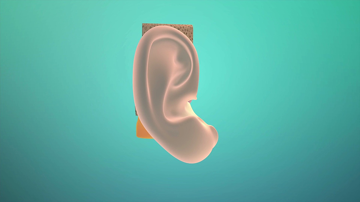 3D。内耳的平衡感。壶腹杯. .超高清。